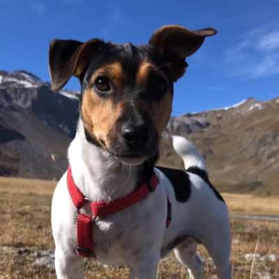 Jack Russell Terrier-Beitrag-Bild