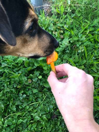 Dogorama Photo Challenge - Pilze-Beitrag-Bild