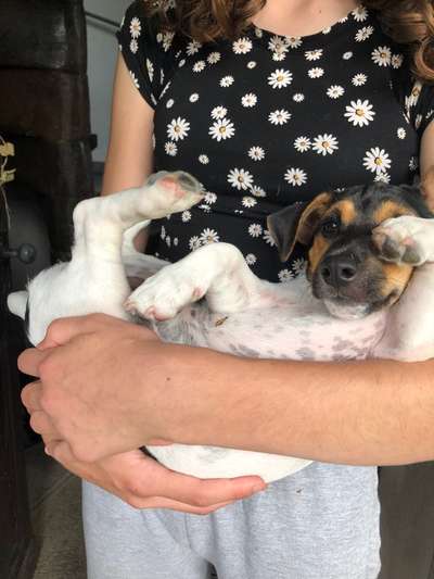 Fotosammlung: ,,Der natürliche Hund" Unbearbeitet, ungestellt und in Natura-Beitrag-Bild