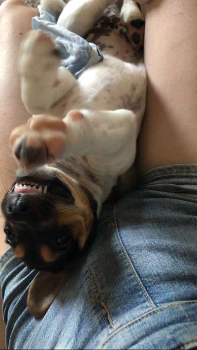 Dogorama Photo Challenge - Spielgesicht-Beitrag-Bild