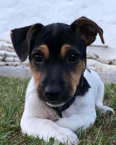 Wie heißt dein Hund?-Beitrag-Bild