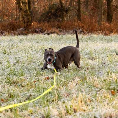 Hundetreffen-Gassirunde mit Jacob-Bild