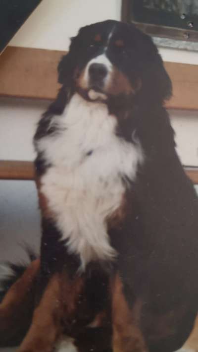 Berner Sennen-Beitrag-Bild