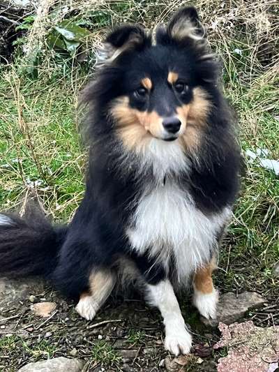 Shetland Sheepdog-Beitrag-Bild