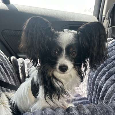 Hundetreffen-Souveräne Begleitung-Profilbild