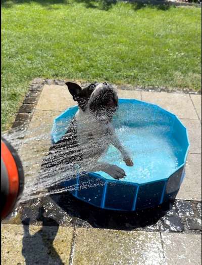 Fotowettbewerb: Wasserratte-Beitrag-Bild