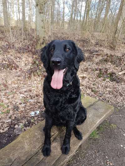 Seltene Rassen!-Beitrag-Bild