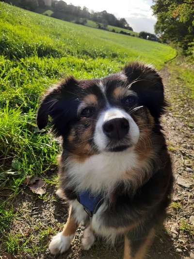 Zeichnungen eurer Hunde-Beitrag-Bild