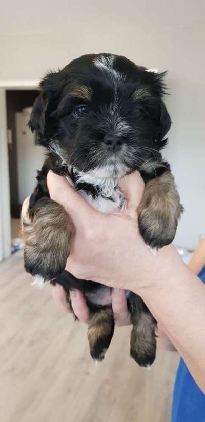 Welpen Bilder !-Beitrag-Bild