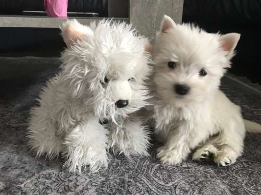 Welpen Bilder !-Beitrag-Bild