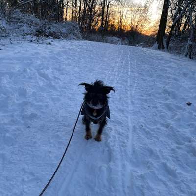 Hundetreffen-Social Walk-Bild