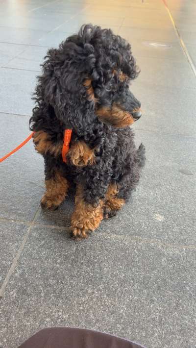 Hundetreffen-Friends for Mezza-Bild