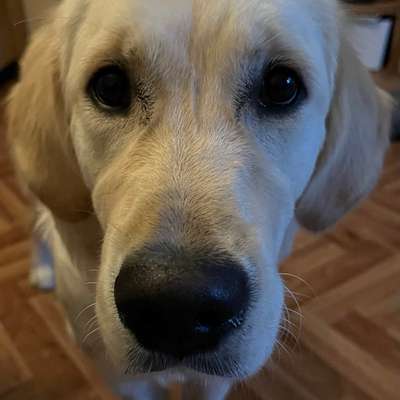 Hundetreffen-Junghunde im Raum Hamburg-Horn