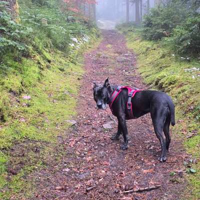 Hundetreffen-Gassipartner gesucht-Bild