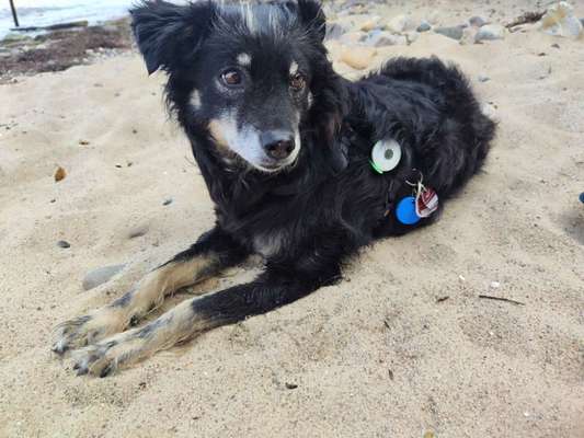 Hundetreffen-Wir freuen uns auf gemeinsame kurze oder lange Spaziergänge-Bild