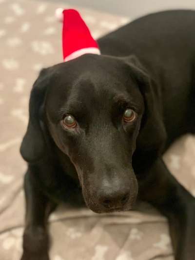 Dogorama Photo Challenge - Hundeblick zum hinschmelzen-Beitrag-Bild