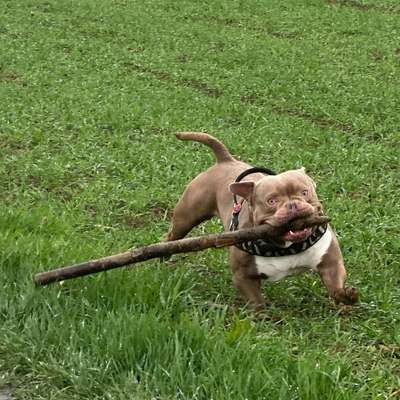 Hundetreffen-Spiel- und Gassifreunde-Bild