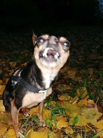 Dogorama Photo Challenge - Einmal lächeln bitte-Beitrag-Bild