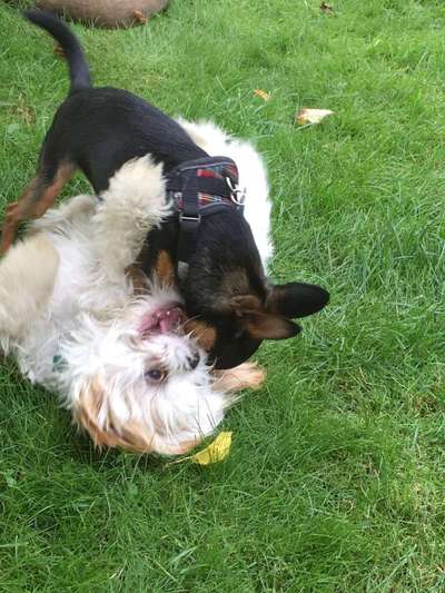 Dogorama Photo Challenge - Die besten Hundebuddys-Beitrag-Bild