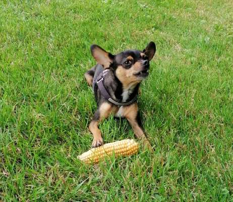 Dogorama Photo Challenge - Lieblingsspielzeug!-Beitrag-Bild