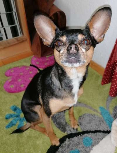 Dogorama Photo Challenge - Hundeblick zum hinschmelzen-Beitrag-Bild