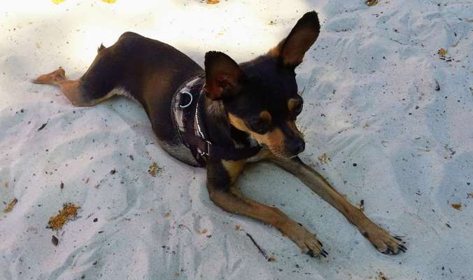 Dogorama Photo Challenge - Tierischer Urlaub-Beitrag-Bild