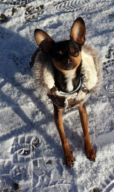 Dogorama Photo Challenge - Tre Chic!-Beitrag-Bild