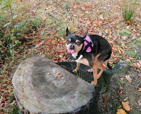 Dogorama Photo Challenge - Der Frühling kommt-Beitrag-Bild