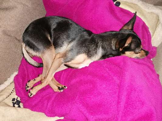 Dogorama Photo Challenge - Tricks, Tricks & Tricks!-Beitrag-Bild