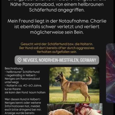 Giftköder-Aggressiver Schäferhund in Neviges-Bild