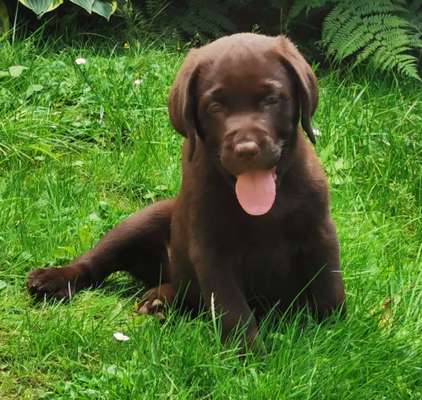 Wo sind meine Labrador Freunde-Beitrag-Bild