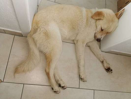 Challenge Nr 14
Eure Fellnasen auf ihrem Lieblingsplatz-Beitrag-Bild