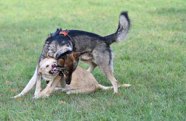 Bester Freund, Hundekumpel - zeigt her!-Beitrag-Bild