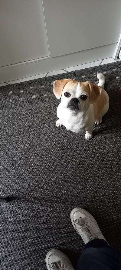 Mischlinge raten - Rätselspaß-Beitrag-Bild