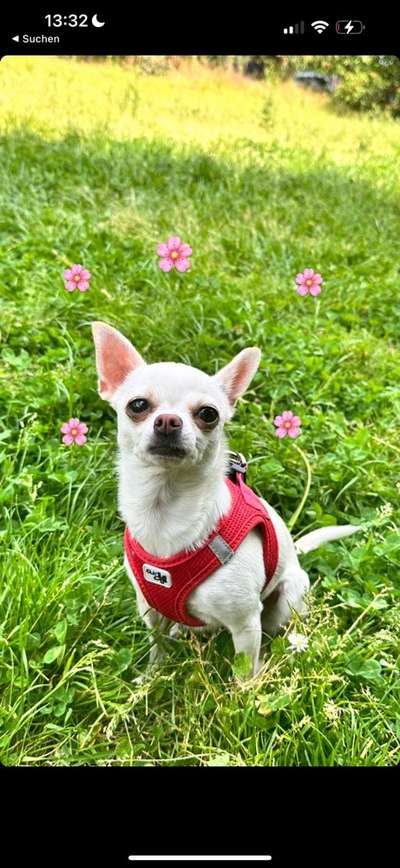 Hundetreffen-Chihuahua Treff-Bild