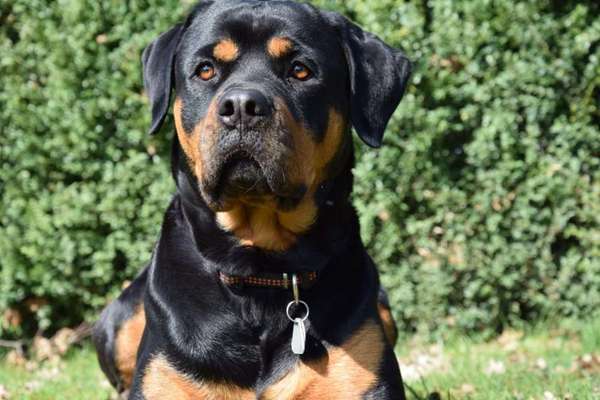 Fotochallange Nr. 57     PORTRÄT.   Beendet!!!!!!!!-Beitrag-Bild