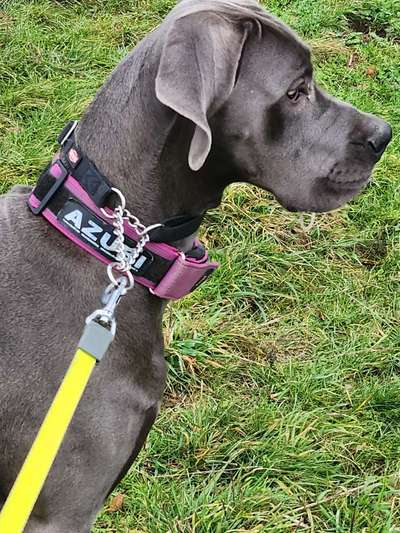 Deutsche Doggen Besitzer zeigt euch-Beitrag-Bild