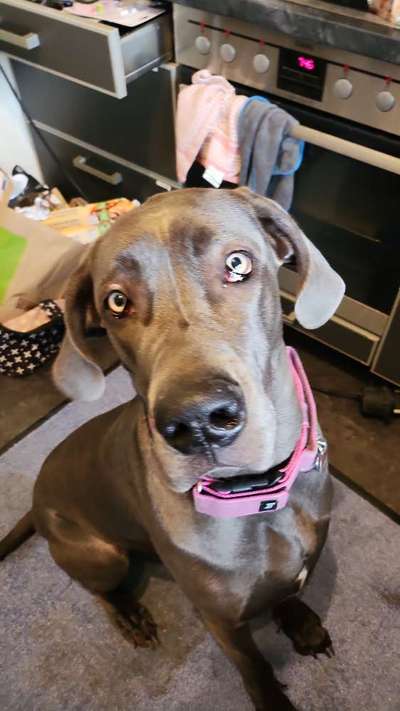 Deutsche Doggen Besitzer zeigt euch-Beitrag-Bild