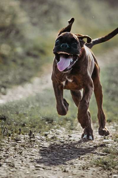 Lustigsten Grimassen von euren Hunden-Beitrag-Bild