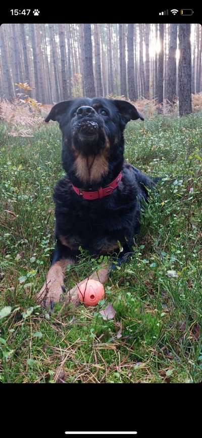 Unsere Fellnasen im Regenbogenland-Beitrag-Bild