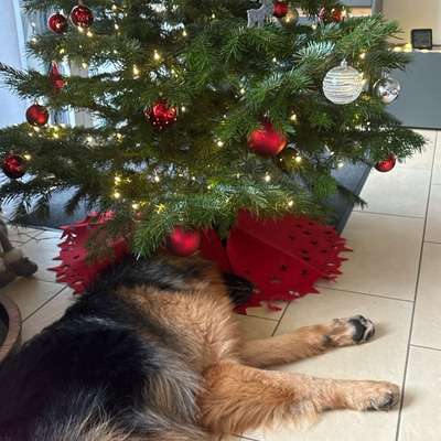 aktuelles Foto Gruppe Altdeutscher Schäferhund