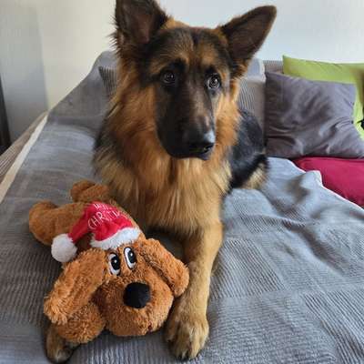 aktuelles Foto Gruppe Altdeutscher Schäferhund