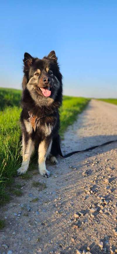 Hundetreffen-Gemeinsamer Spaziergang-Bild