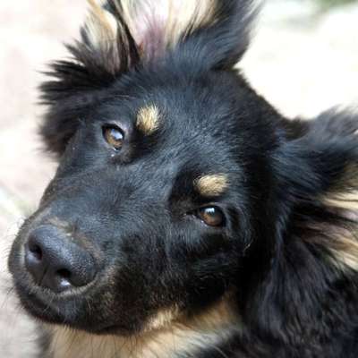 Hundeschulen-Hundeschule Wupperklick-Bild