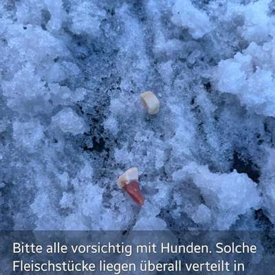 Giftköder-Giftköder (Speckwürfel) in Dreieich-Bild