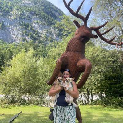 Hundetreffen-Junghundtreffen Schwarzach im Pongau