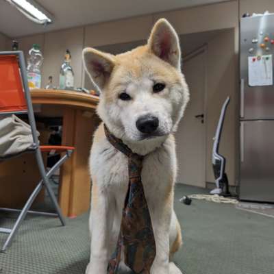 Hundetreffen-Junghund-Bild