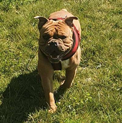 Wo sind die die Englischen Schönheiten?-Beitrag-Bild