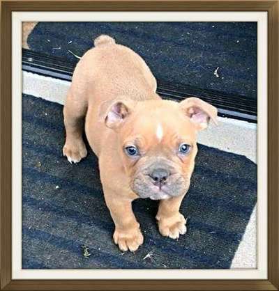 Welpen Bilder !-Beitrag-Bild