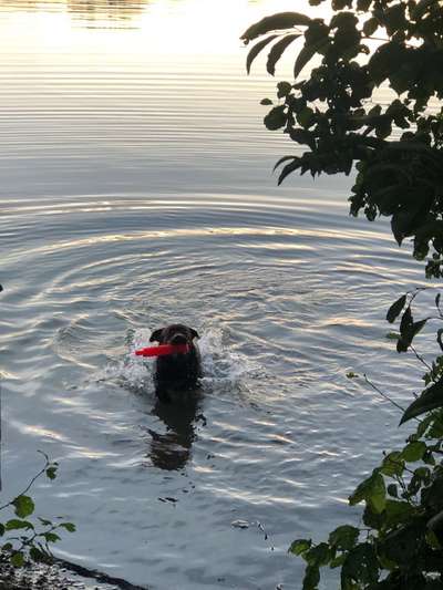 Dogorama-Monats-Challenge-Mai "Wasser"-Beitrag-Bild